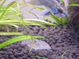 Manage your video collection and share your thoughts. ã‚½ã‚¤ãƒ«ã®ä½¿ã„æ–¹ æ°´æ§½ã¸ã®å…¥ã‚Œæ–¹ã‚„æ‰‹å…¥ã‚Œ ç¨®é¡žã®ä½¿ã„åˆ†ã'ã¨ã‹ ã‚¢ã‚¯ã‚¢ãƒãƒ¼ãƒŸãƒƒãƒˆ