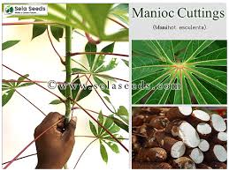 Image result for Manihot esculenta