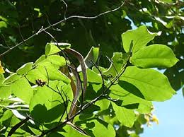 Image result for Markhamia obtusifolia