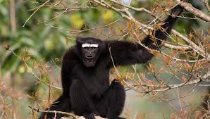 Image result for Hylebates