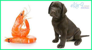  Makanan Anjing Terbaik Kecil Husky Sederhana Alpo Shih Tzu Pom Poodle Royal Canin Murah Adalah Agar Bulu Tidak Rontok Cepat Gemuk Gambar Anjing Anjing Pitbull