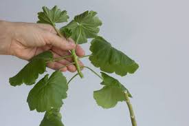 Image result for cuttings of geraniums