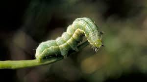 Once pods form, the larva bore into the pods, making holes. Common Legume Pests Usu