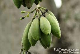 The kapok tree is an emergent tree of the tropical rainforest. Ceiba Pentandra Kapok Tree Silk Cotton Tree Toptropicals Com
