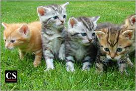 How to prevent losing a pet? Animals Do Go To Heaven Catholic Stand