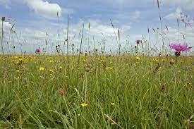 Meadows And Grassland Habitats Learn About Nature The Rspb
