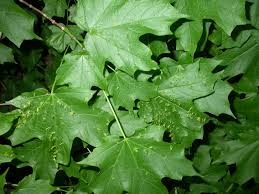 The coin is minted using silver with a purity of.9999 silver with a weight of one troy ounce. Maples Leaves With Bumps And Hairs News
