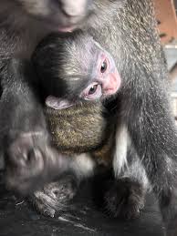 Oakland Zoo Welcomes a New Baby Red-Tailed Monkey | KQED