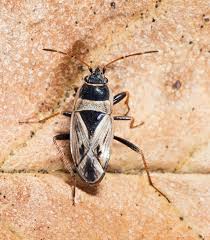 Image result for Orthochilus holubii