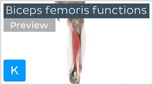 Actions of biceps femoris muscle long head on the leg (tibia & fibula):. Functions Of The Biceps Femoris Muscle Preview Human 3d Anatomy Kenhub Youtube