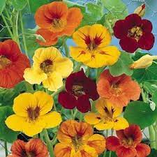 Check spelling or type a new query. Edible Flowers 15 Perennial And Annual Flowers