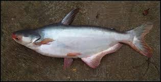 Check spelling or type a new query. Kumpulan Resep Jitu Umpan Galatama Ikan Patin Yang Telah Teruji Dan Terbukti