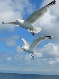 Black Bird With White Spots On Wings Goelands Bretons Sea Birds Birds In Flight Birds