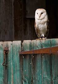 Barn Owl Great Picture Barn Owl Owl Pet Birds