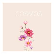 Download Premium Vector Of Hand Drawn Cosmos Flower Illustration 421436 Flower Illustration Flower Drawing Watercolor Tattoo Flower