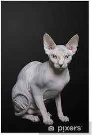 Mar 09, 2021 · sphynx cat care. Poster Sphynx Cat Pixers Wir Leben Um Zu Verandern