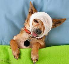 Home Remedies For Eye Infection In Dogs Eye Infection In Dogs Pet Care Activities Dog Remedies