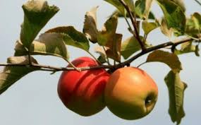 Are we born with any innate. The Tree Of Knowledge Of Good And Evil Iatp