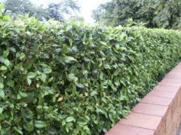 Image result for Cassinopsis ilicifolia