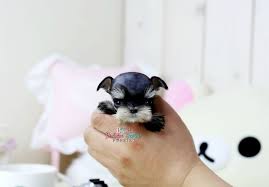 Teacup schnauzer can live in a boisterous wild dynamic family with 8 kids or quiet calm seniors … Adorable Jezebel Elite Tiny Teacup Baby Girl Available Miniature Schnauzer Puppies Schnauzer Puppy Mini Schnauzer Puppies