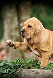 Rottweiler metzgerhund) é uma raça de cães molossos desenvolvida na alemanha. Pin Em Animals