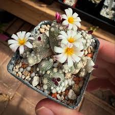 Image result for Pachylobus