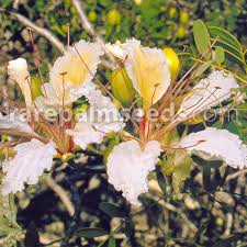 Image result for Delonix