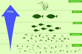 Bioaccumulation What You Must Know Josh Gitalis Study Notes Lesson Plans Biology
