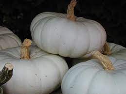 We are selling seeds only not plants. Flat White Boer Pumpkin Bulk Vegetable Seeds Seeds For Africa