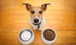 Dog Owners Face A Higher Risk Of E Coli Salmonella And Mrsa Korm Dlya Domashnih Zhivotnyh Miski Dlya Sobaki Dzhek Rassel