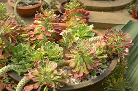 Image result for Monadenium lugardiae