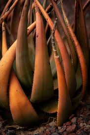 Image result for Aloe lutescens