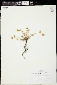 Image result for Trifolium purseglovei