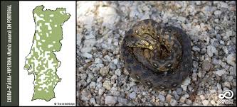 Nada mais errado, o que não existe são cobras com venenos muito tóxicos, o que é significativamente diferente. Cobras De Portugal Fotos Facebook