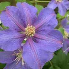 We did not find results for: Clematis Ameshisuto Types And Varieties Clematis Ameshisuto Planting Pruning Growing And Cultivation The Plant Encyclopedia
