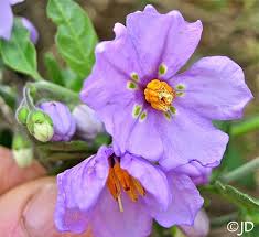 Image result for Solanum