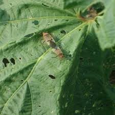 Pawpaw is a rich source of antioxidants, phytonutrients and flavonoids. Pdf Botanicals For The Management Of Insect Pests In Organic Vegetable Production J Entomol Nematol 3 85 97