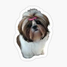 Shizi gou) is a breed of dog available in nintendogs and its 3ds sequel. Brown Shih Tzu Gifts Merchandise Redbubble