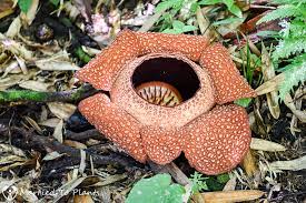 Rafflesia In Search Of The Largest Flower In The World