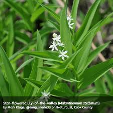 Flowers blue to violet to white in may, asymmetrical with 5 petals. Our Native Lilies Of The Valley Illinois Native Plant Society