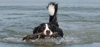 Adding water to your dog's dry food not only helps him get more water just as you wouldn't want to drink water from a glass or bottle that has been standing around for days, dogs don't like to drink while your dog should have access to fresh water all day long, it's important to know how much is. Do Bernedoodles Like To Swim Do They Like Water