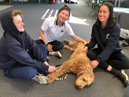 English and maths are rated with 5 grades while the overall academic performance has 3 rating scales for you to choose. Armidale Secondary College Armidalecollege Twitter