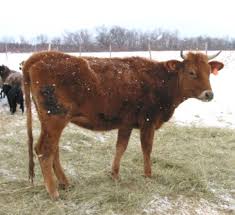 Pin By Jim Durham On Canadian 1 Cattle Breeds Dairy Cow Breeds Dairy Cattle Dairy Cows
