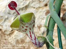 Image result for Ceropegia haygarthii