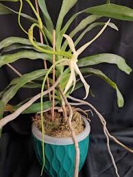 Image result for Aerangis splendida