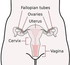 A variety of theories have been proposed over the years to explain why sexual reproduction may be more advantageous than asexual reproduction, and, for that. Sexual Vs Asexual Reproduction Difference Between