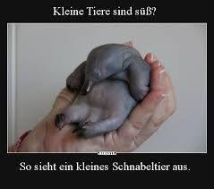 Lustige tiere bilder (2) was meinst du mit „du hast einen hund gekauft? Kleine Tiere Sind Suss So Sieht Ein Kleines Schnabeltier Lustige Bilder Spruche Witze Echt Lustig