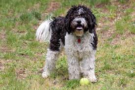 Saint berdoodles love to be center of attention and thrive on human companionship. What Is A Saint Bernard Poodle Mix St Berdoodle 101 With Photos Oodle Dogs