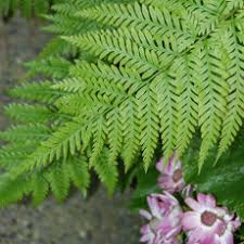 Image result for Dialium englerianum