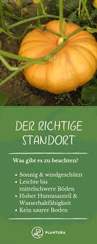Kurbis Anpflanzen Pflegen Und Ernten Plantura Kurbis Anpflanzen Kurbis Pflanzen Gefullter Kurbis